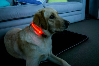 Rechargeable LED Dog Collar