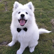 Bow and Tie Collar Accessory