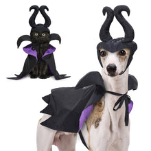 Witchy Cat and Dog Halloween Outfit